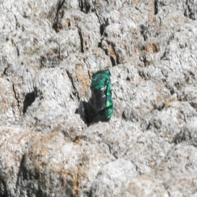 Chrysididae (family) (Cuckoo wasp or Emerald wasp) at Lyneham, ACT - 16 Apr 2024 by AlisonMilton