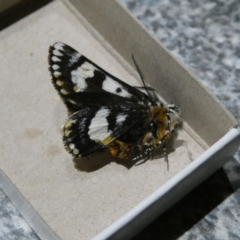 Apina callisto (Pasture Day Moth) at Bungendore, NSW - 16 Apr 2024 by arjay