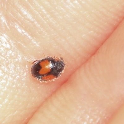 Diomus notescens (Little two-spotted ladybird) at Lyneham, ACT - 16 Apr 2024 by AlisonMilton