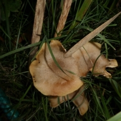 Armillaria luteobubalina by arjay