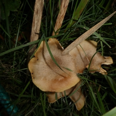 Armillaria luteobubalina at QPRC LGA - 15 Apr 2024 by arjay