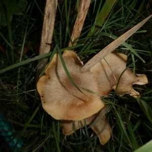 Rhodocollybia sp. at suppressed by arjay