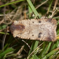 Agrotis porphyricollis (Variable Cutworm) at Charleys Forest, NSW - 15 Apr 2024 by arjay