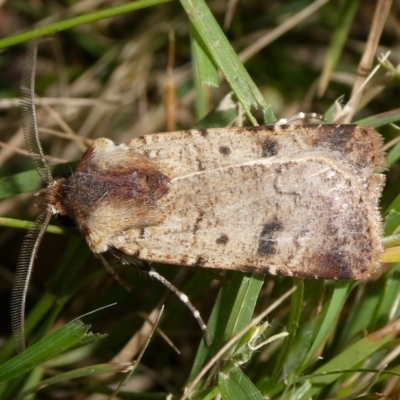 Agrotis porphyricollis (Variable Cutworm) at Mongarlowe River - 15 Apr 2024 by arjay