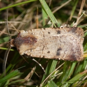 Unidentified Moth (Lepidoptera) at suppressed by arjay
