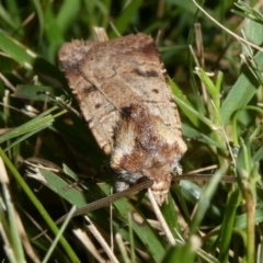 Agrotis porphyricollis at QPRC LGA - 15 Apr 2024