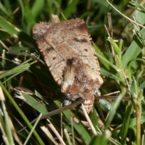 Agrotis porphyricollis at QPRC LGA - 15 Apr 2024