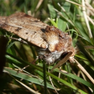 Agrotis porphyricollis at QPRC LGA - 15 Apr 2024