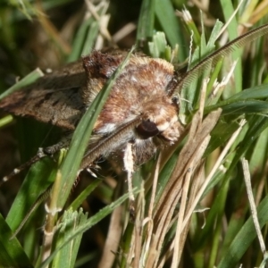 Agrotis porphyricollis at QPRC LGA - 15 Apr 2024