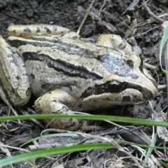 Limnodynastes peronii (Brown-striped Frog) at Mongarlowe River - 15 Apr 2024 by arjay