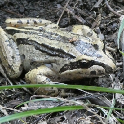 Limnodynastes peronii (Brown-striped Frog) at Mongarlowe River - 15 Apr 2024 by arjay