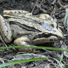Limnodynastes peronii (Brown-striped Frog) at suppressed - 15 Apr 2024 by arjay