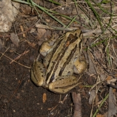 Limnodynastes peronii at QPRC LGA - 15 Apr 2024