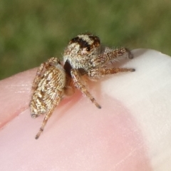 Opisthoncus grassator (Jumping spider) at Mongarlowe River - 15 Apr 2024 by arjay