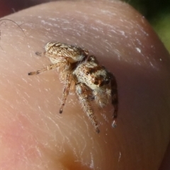 Opisthoncus grassator at QPRC LGA - suppressed