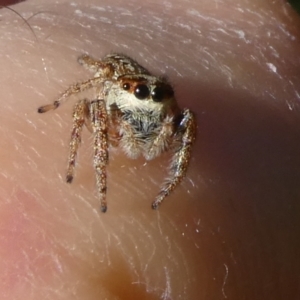 Opisthoncus grassator at QPRC LGA - suppressed