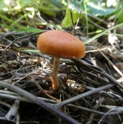 Unidentified Cap on a stem; gills below cap [mushrooms or mushroom-like] at Charleys Forest, NSW - 12 Apr 2024 by arjay