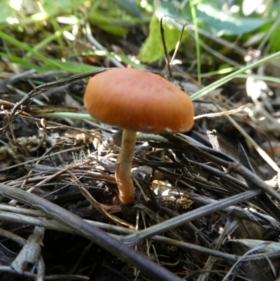 Unidentified Cap on a stem; gills below cap [mushrooms or mushroom-like] at QPRC LGA - 12 Apr 2024 by arjay