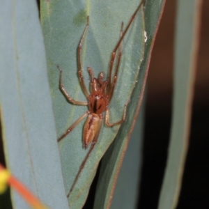 Cheiracanthium gracile at Magpie Hill Park, Lyneham - 16 Apr 2024