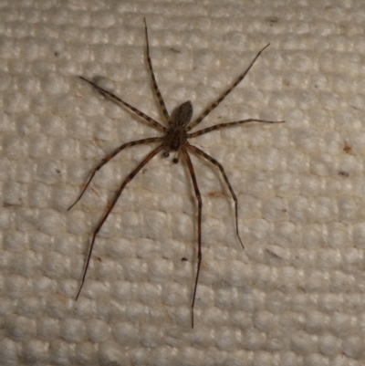 Unidentified Spider (Araneae) at QPRC LGA - 9 Apr 2024 by arjay