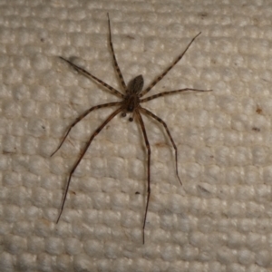 Unidentified Spider (Araneae) at suppressed by arjay