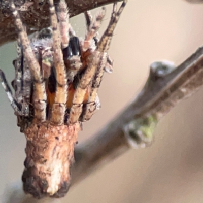 Acroaspis olorina (A twig spider) at QPRC LGA - 17 Apr 2024 by Hejor1