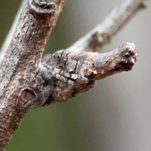 Poltys sp. (genus) at QPRC LGA - 17 Apr 2024