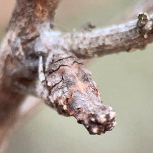 Poltys sp. (genus) at QPRC LGA - 17 Apr 2024