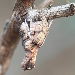 Poltys sp. (genus) at QPRC LGA - 17 Apr 2024