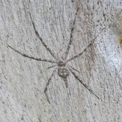 Unidentified Other hunting spider at Lyneham, ACT - 16 Apr 2024 by AlisonMilton