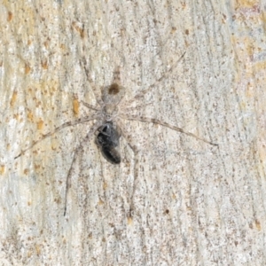 Tamopsis sp. (genus) at Magpie Hill Park, Lyneham - 16 Apr 2024 11:37 AM