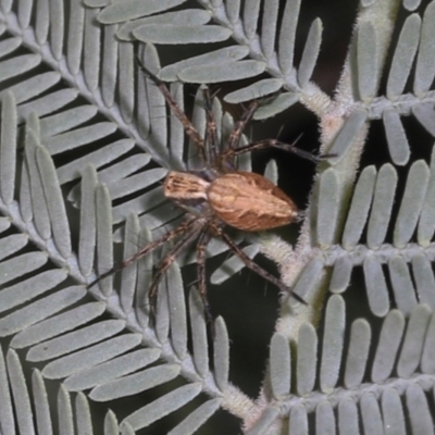 Oxyopes sp. (genus) (Lynx spider) at Lyneham, ACT - 16 Apr 2024 by AlisonMilton