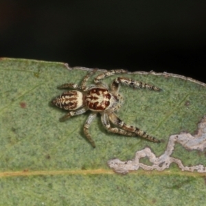 Opisthoncus serratofasciatus at Magpie Hill Park, Lyneham - 16 Apr 2024