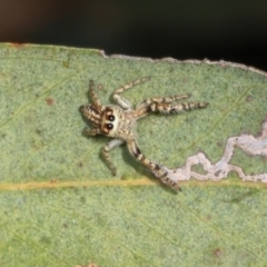 Opisthoncus serratofasciatus at Magpie Hill Park, Lyneham - 16 Apr 2024