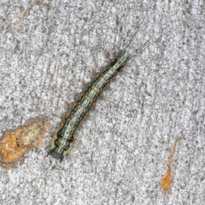 Anestia (genus) at Magpie Hill Park, Lyneham - 16 Apr 2024 11:40 AM