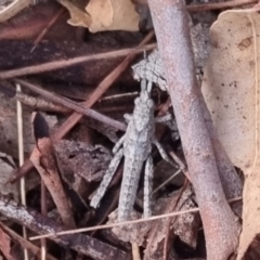 Coryphistes ruricola (Bark-mimicking Grasshopper) at QPRC LGA - 17 Apr 2024 by clarehoneydove