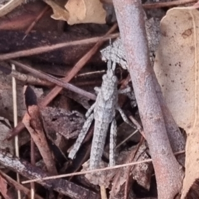 Coryphistes ruricola (Bark-mimicking Grasshopper) at QPRC LGA - 17 Apr 2024 by clarehoneydove