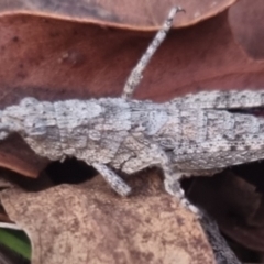 Coryphistes ruricola at QPRC LGA - 17 Apr 2024