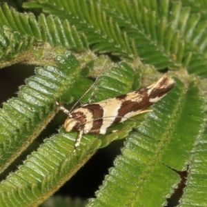 Macrobathra aphristis (A Gelechioid moth) at Magpie Hill Park, Lyneham by AlisonMilton