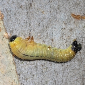 Pseudoperga sp. (genus) at Magpie Hill Park, Lyneham - 16 Apr 2024 11:40 AM