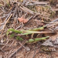 Oedaleus australis at QPRC LGA - suppressed