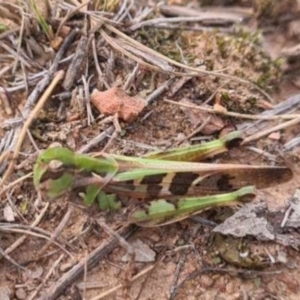 Oedaleus australis at QPRC LGA - suppressed