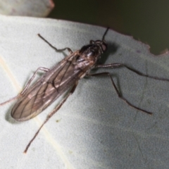 Unidentified Other true fly at O'Connor, ACT - 16 Apr 2024 by AlisonMilton