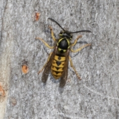 Vespula germanica (European wasp) at Magpie Hill Park, Lyneham - 16 Apr 2024 by AlisonMilton