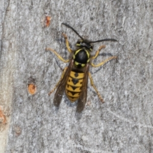 Vespula germanica at Magpie Hill Park, Lyneham - 16 Apr 2024