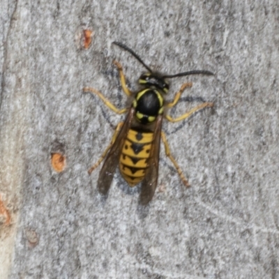 Vespula germanica (German Yellowjacket Wasp (also known as European Wasp)) at Magpie Hill Park, Lyneham - 16 Apr 2024 by AlisonMilton