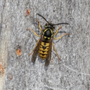 Vespula germanica (European wasp) at Magpie Hill Park, Lyneham by AlisonMilton