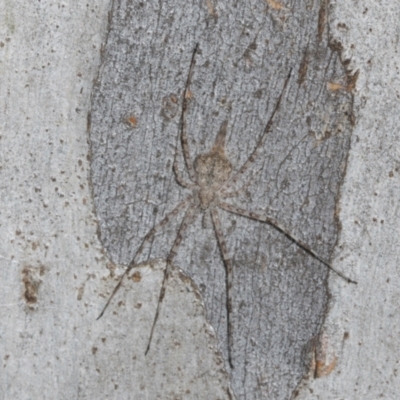 Tamopsis eucalypti (A two-tailed spider) at O'Connor, ACT - 16 Apr 2024 by AlisonMilton