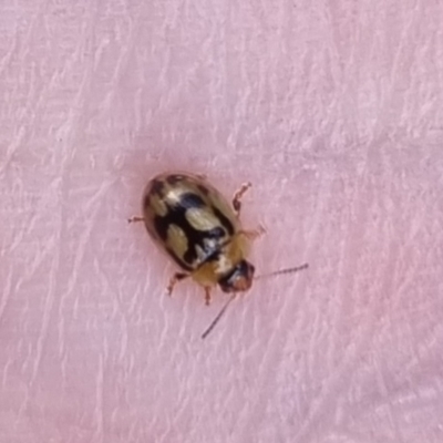 Peltoschema hamadryas (Hamadryas leaf beetle) at Towrang, NSW - 17 Apr 2024 by clarehoneydove