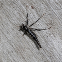 Boreoides subulatus (Wingless Soldier Fly) at Lyneham, ACT - 16 Apr 2024 by AlisonMilton